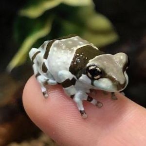 Meet your Posher, Eliot